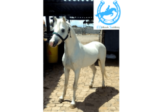 Registered Section A Welsh Stallion with Top Class Bloodline – 12hh