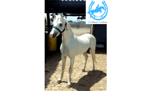 Registered Section A Welsh Stallion with Top Class Bloodline – 12hh