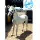 Registered Section A Welsh Stallion with Top Class Bloodline – 12hh