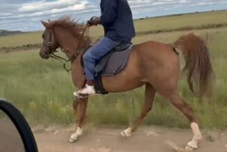 Arabian Gelding