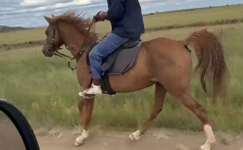 Arabian Gelding
