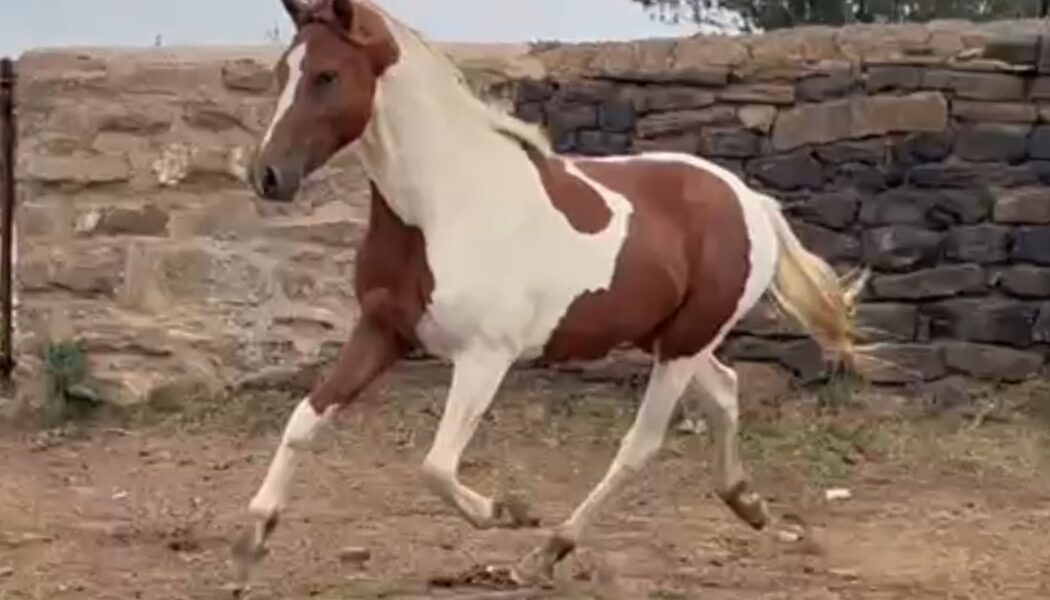 Excellent Project Pony – Wild / Untrained Colt