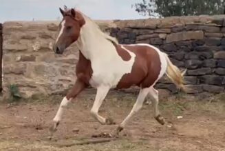 Excellent Project Pony – Wild / Untrained Colt