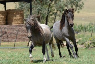 2x Miniature Horses