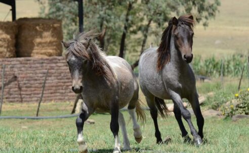2x Miniature Horses