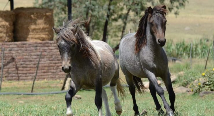 2x Miniature Horses