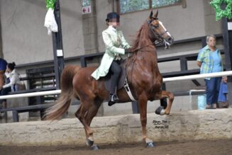Saddler Gelding