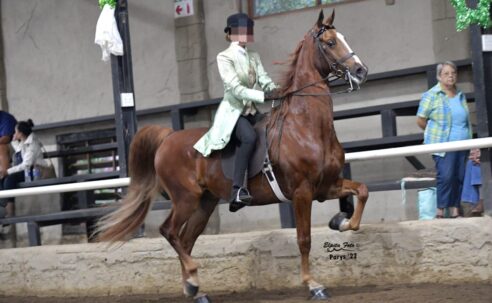 Saddler Gelding