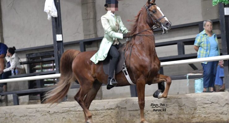 Saddler Gelding