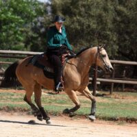 Arabesque Quarter Horse Stud