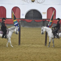 Quarter horses and Lippizaners 