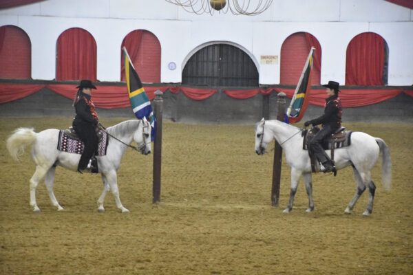 Quarter horses and Lippizaners