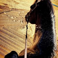Jabuticaba – The OTTB