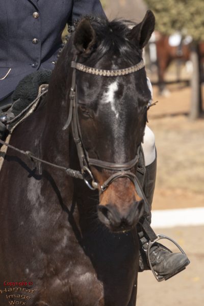 Danzenita dressage portrait
