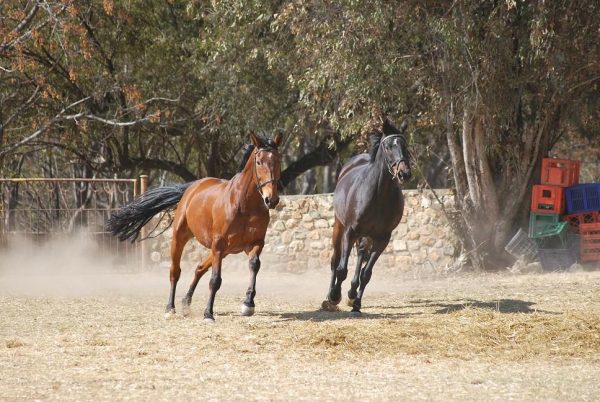 Danny & Prinz Playing