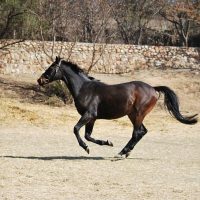 Danny galloping 