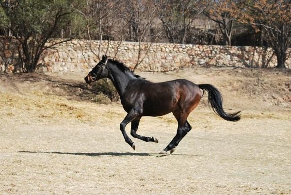 Danny galloping